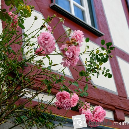 2024 Ausflug nach Wetzlar - Werner Enders &quot;Bunte Harmonie&quot;
