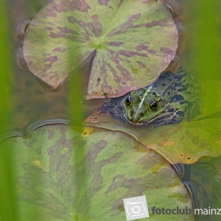 Versteckter Frosch