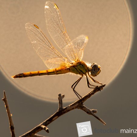 2024_Mitglied_Diem_Demirci_Libelle - im Lichtreflektion auf der Wasseroberfläche