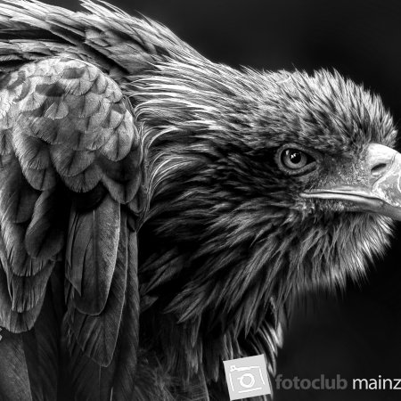 2024_Mitglied_Diem_Demirci_Adler Portrait