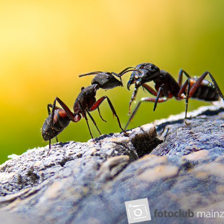 2026_Diem Demirci_Begegnung