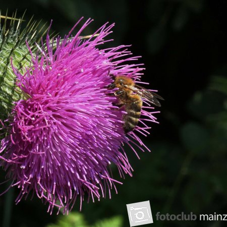 2026_Mitglied_Dieter_Rubner