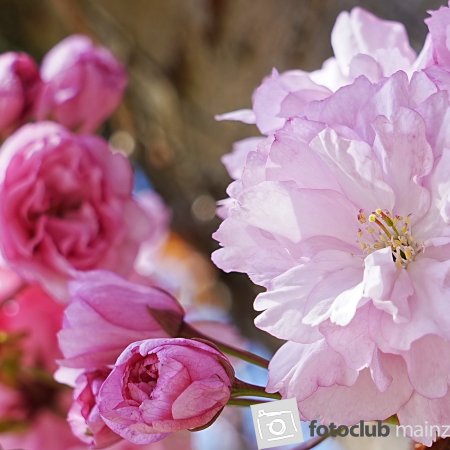 2026_Mitglied_Dieter_Rubner_Jap. Zierkirsch