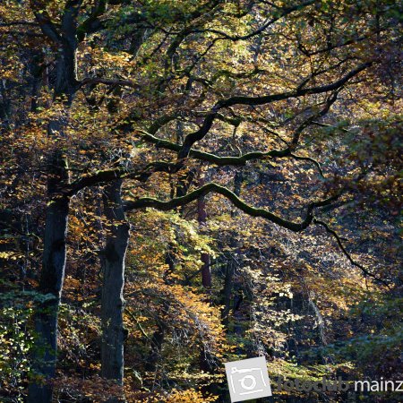 Wald