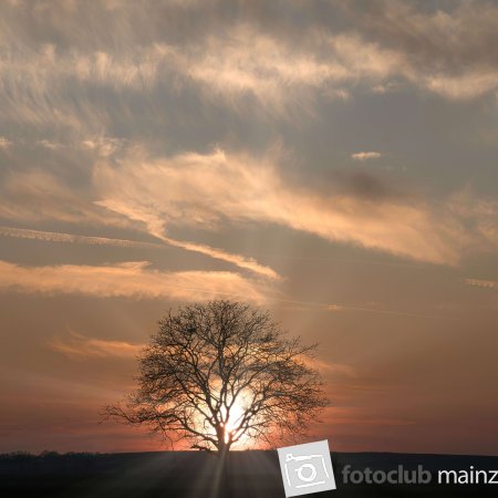Sonne im Baum