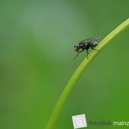 fliege