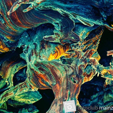 2023_galerie_heiner_holland_bristlecone
