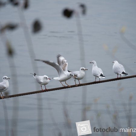 2023 Mein Bild: "November" von Lisa Hoppe