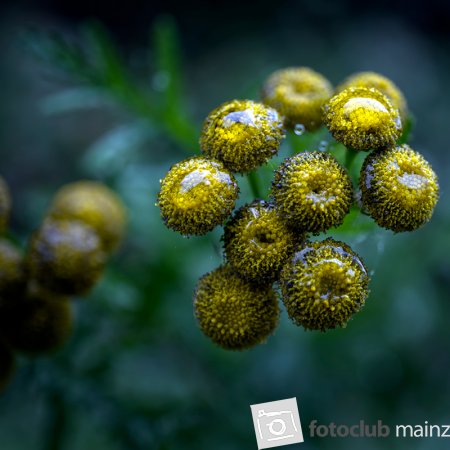 2025 Mein Bild - Michael Mager: "Gelbe Blüten mit Tautropfen"