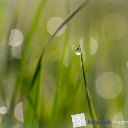 2026_meinbild_juttawirthl_morgentau